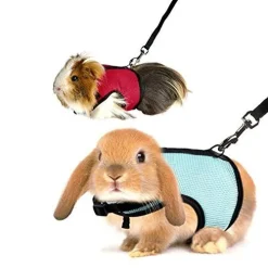 Arne Pequeñas Mascotas